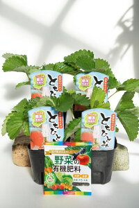 cuƂЂƂ݁ipvpj@4{ZbgE엿tv9cm|bgcy10{`11{z