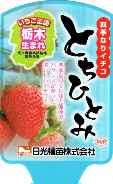 いちご苗 イチゴ苗 苺苗 とちひとみpvp 3株 家庭菜園 イチゴの苗 いちごの苗 自給自足 四季成りいちご 美味しい 即納 最大半額