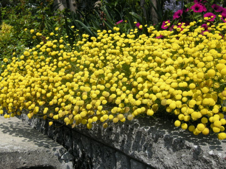 楽天市場 福花園種苗 花ほたるの苗 10 5cmポット ３月下旬 ４月上旬発送分予約 日光種苗