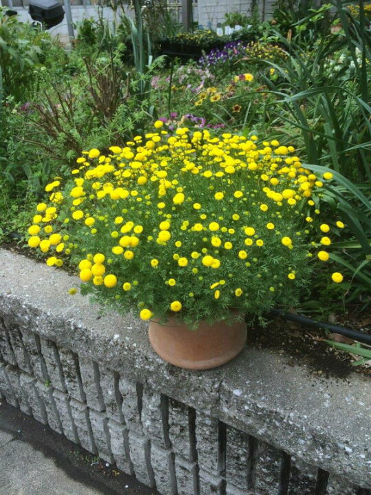 楽天市場 福花園種苗 花ほたるの苗 10 5cmポット ３月下旬 ４月上旬発送分予約 日光種苗