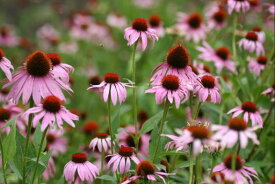 日光種苗　ハーブ エキナセアのタネ［内容量:10ml］