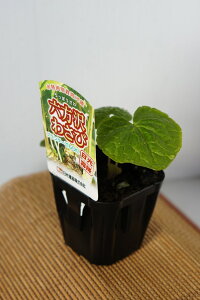 p킳сuZ򃏃Tr̕cvy̔ԁFt3{`4{^H10{`11{z