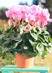 _Ƃ񒼑y܂VNzusNiV[xgj5vyzyԁF11/26`12/20z