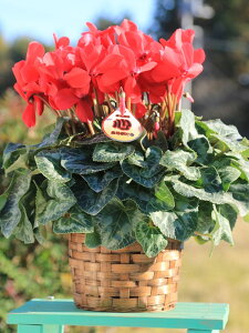 _Ƃ񒼑y܂VNzupԁiVgEXj5vyzyԁF11/26`12/20z