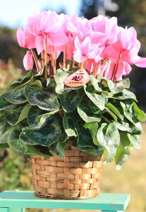 _Ƃ񒼑y܂VNzupsNiV[xgj5vyzyԁF11/26`12/20z