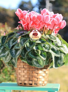 _Ƃ񒼑y܂VNzupibvIWj5vyzyԁF11/26`12/20z