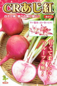 小林種苗　赤カブ　「CRあじ紅」のタネ　[内容量：2ml]