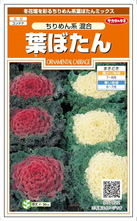 大人女性の 種子 処分 葉ぼたん ちりめん系 星系 混合 サカタのタネ 22 05 発色の早いちりめん系混合種 ゆうパケット便可能