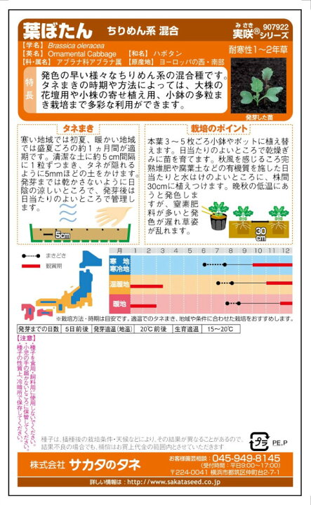 大人女性の 種子 処分 葉ぼたん ちりめん系 星系 混合 サカタのタネ 22 05 発色の早いちりめん系混合種 ゆうパケット便可能
