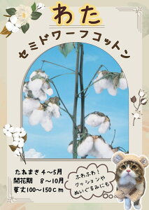 c ȁi킽j uZ~h[tRbgṽ^l[eʁF10ml]