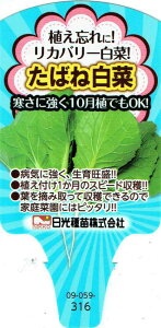 Jo[؁u΂˔؁v9cm|bgcyF10{`11{z