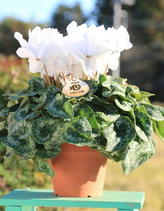 _Ƃ񒼑y܂VNzuisAzCgj5vyzyԁF11/26`12/20z