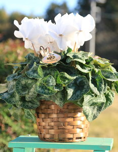 _Ƃ񒼑y܂VNzupisAzCgj5vyzyԁF11/26`12/20z