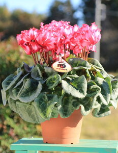 _Ƃ񒼑y܂VNzuirNgAj5vyzyԁF11/26`12/20z