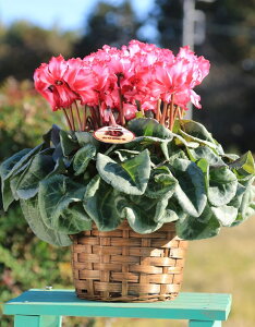 _Ƃ񒼑y܂VNzupirNgAj5vyzyԁF11/26`12/20z