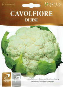 yHORTUSЁzJt[EfB@WFWB@di Jesi@2g@[0911][COD.BSOCVF010] yXΉz