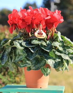 _Ƃ񒼑y܂VNzuԁiVgEXj5vyzyԁF11/26`12/20z