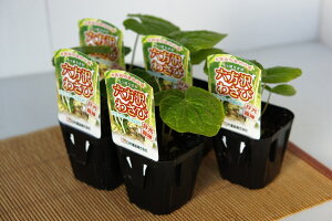 p킳сuZ򃏃Trv@y5{Zbgzy̔ԁFt3{`4{^H10{`11{z