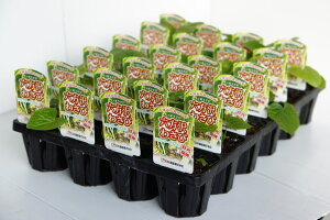 p킳сuZ򃏃Trv@ɂ24{Zbgy̔ԁFt3{`4{^H10{`11{z