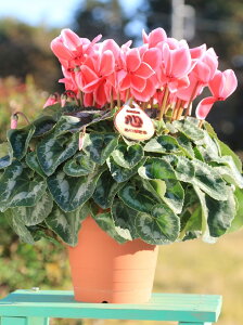 _Ƃ񒼑y܂VNzuibvIWj5vyzyԁF11/26`12/20z