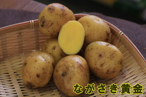 yWKCE킢zuȂiˁjv̎킶Ⴊ@500gytWKCp12{`2{zyi햼FȂ_o^ԍF28235_COo֎~z