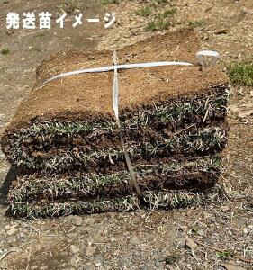 [^[ti؎Łj u΃O[v 1ĕi140cm×30cm 2 jy[J[zyj菤iz