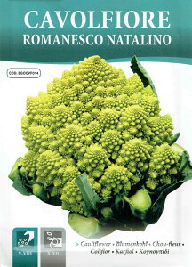 yHORTUSЁzJt[E}lXR CAVOLFIORE ROMANESCO NATALINO [eʁF6g][COD.BGOCVF014][0686]