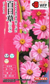 タキイ種苗 百日草 ベリーズ　ローズのタネ[内容量：約40粒]
