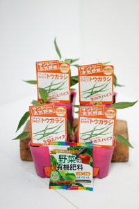 �T���g���[�{�C��؁@�Ƃ����炵�̕c �u�W����SPICY�g�E�K���V 4�{�Z�b�g(�엿�t)�v9cm�|�b�g�y4�����{�`5����{�������\��z