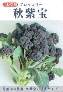 юc ubR[ H̃^l(ق)[eʁF25]