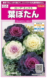 TJ^̃^l n{^ [u@~bNX̃^l[eʁF0.2ml]@tڂ