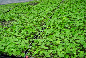 y\񏤕iES󒍐YizuZ킳уvOcv@yӁF󒍌2-3̔łBz