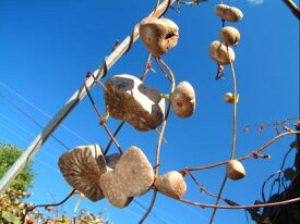 楽天市場 宇宙芋の通販