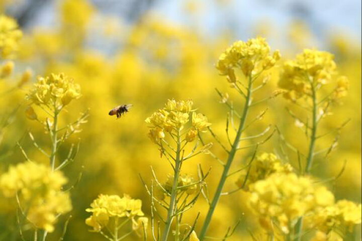 楽天市場 菜の花の種子 kg 宅配便対応 なのはな ナノハナ アブラナ あぶらな 日光種苗