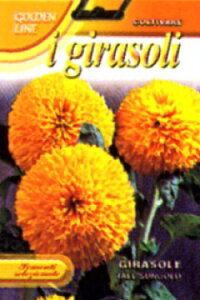 yFRANCHIЁzy329/10zЂ܂@Tall SungoldyXΉz