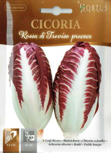 �yHORTUS�Ёz���[�t�`�R���[�@�g�����B�[�]�@�v���R�[�`�F�@Rossa di Treviso precoce�@10g[1901][COD.BSOCIC029]�y�X���Ή��z