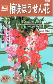 楽天市場 ホウセンカ 苗の通販