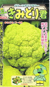 юc@Jt[@݂ǂÑ^l@[eʁF30]