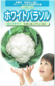 c@Jt[@zCgp\@1mlyXΉz