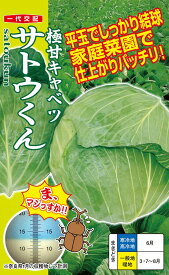 ナント種苗　極甘キャベツ　サトウくん　コート種子40粒　【郵送対応】