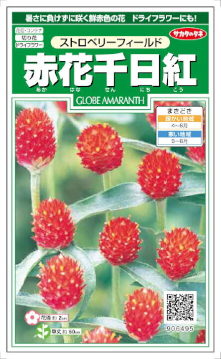 楽天市場 サカタのタネ 赤花千日紅 ストロベリーフィールド 0 4ml 郵送対応 日光種苗