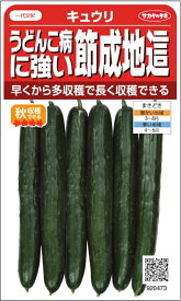 楽天市場 きゅうり 苗 ガーデニング 農業 花 ガーデン Diy の通販