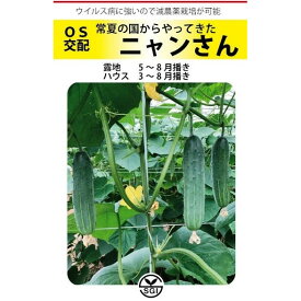 楽天市場 接木 苗 キュウリの通販