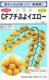 渡辺採種場　ミニトマト　CFプチぷよイエロー　生種　7粒【郵送対応】