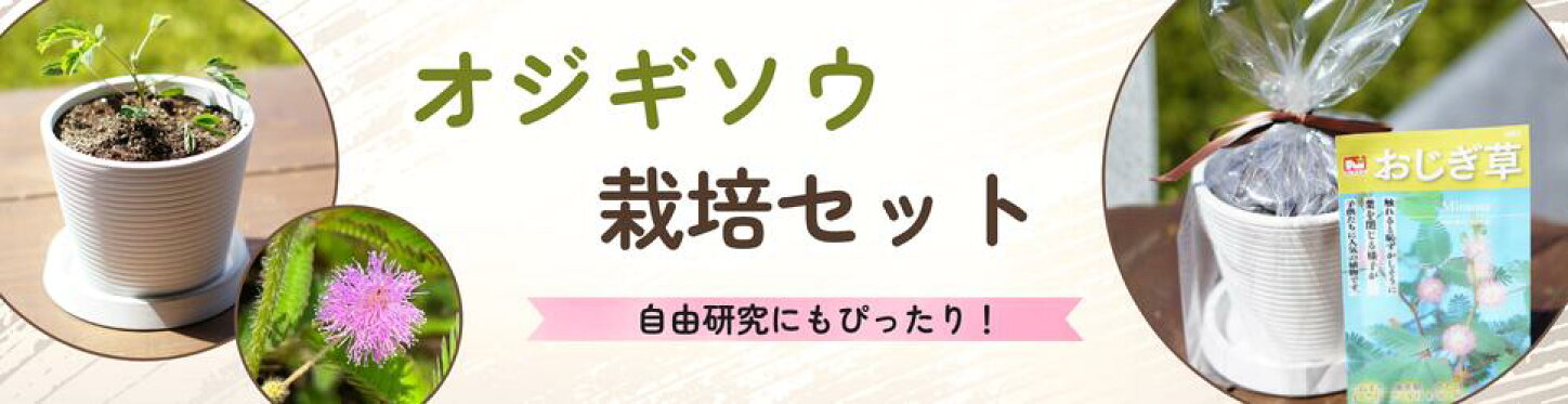 オジギソウ