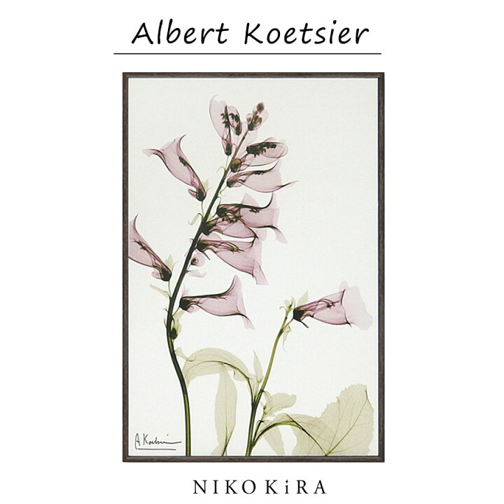 楽天市場 絵画 お花 花柄 植物 花 観葉植物 名画 アート 絵 壁掛け 額入り 風景画 油絵 おしゃれ X Ray キャンバスアート サルビア Sサイズ W 5 H30 5cm ポスター アート アートパネル リビング トイレ 玄関 モダン アートフレーム 送料無料