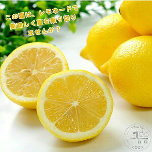 V 蓮W[T[ nhW[T[ ϋv i e lԍHw a7cm t[ci 蓮 nhW[T[ i