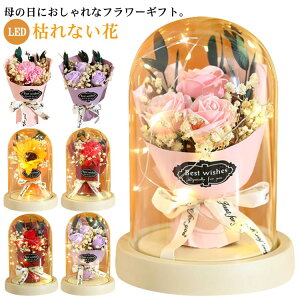 ̓ v[g ԑ \[vt[  LED Cgt J[l[V Ђ܂ o [Y ̓Mtg X^fBOu[P  KXJo[t t[X^ht t