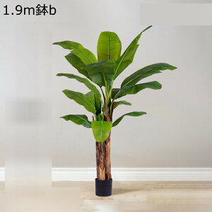 バナナ 観葉植物」の人気商品一覧 | 安い商品を通販サイトから探す 