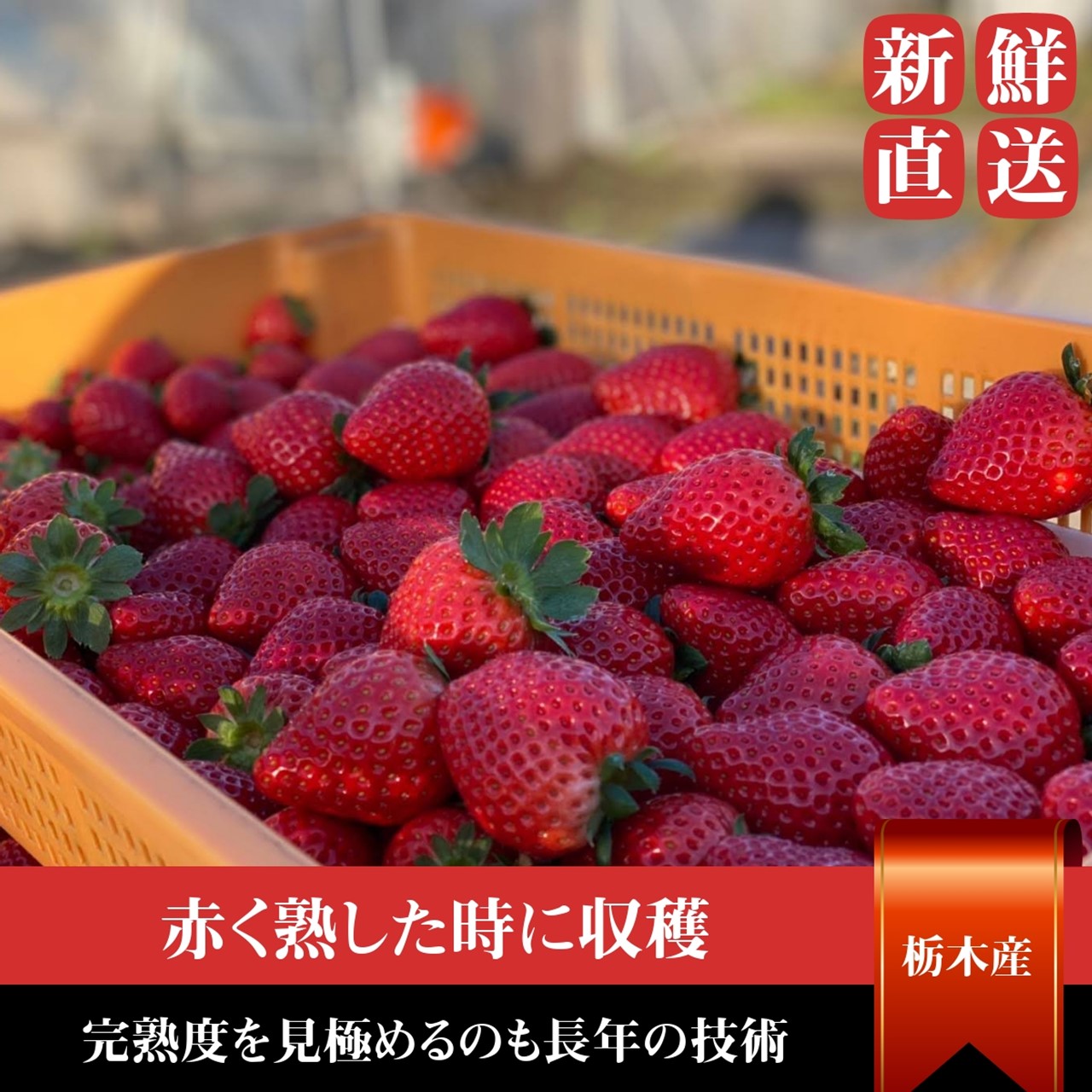 【小野崎農園】やよいひめ/とちあいか 2種食べ比べセット（280g×4パック) 栃木県 にこやかアーケード
